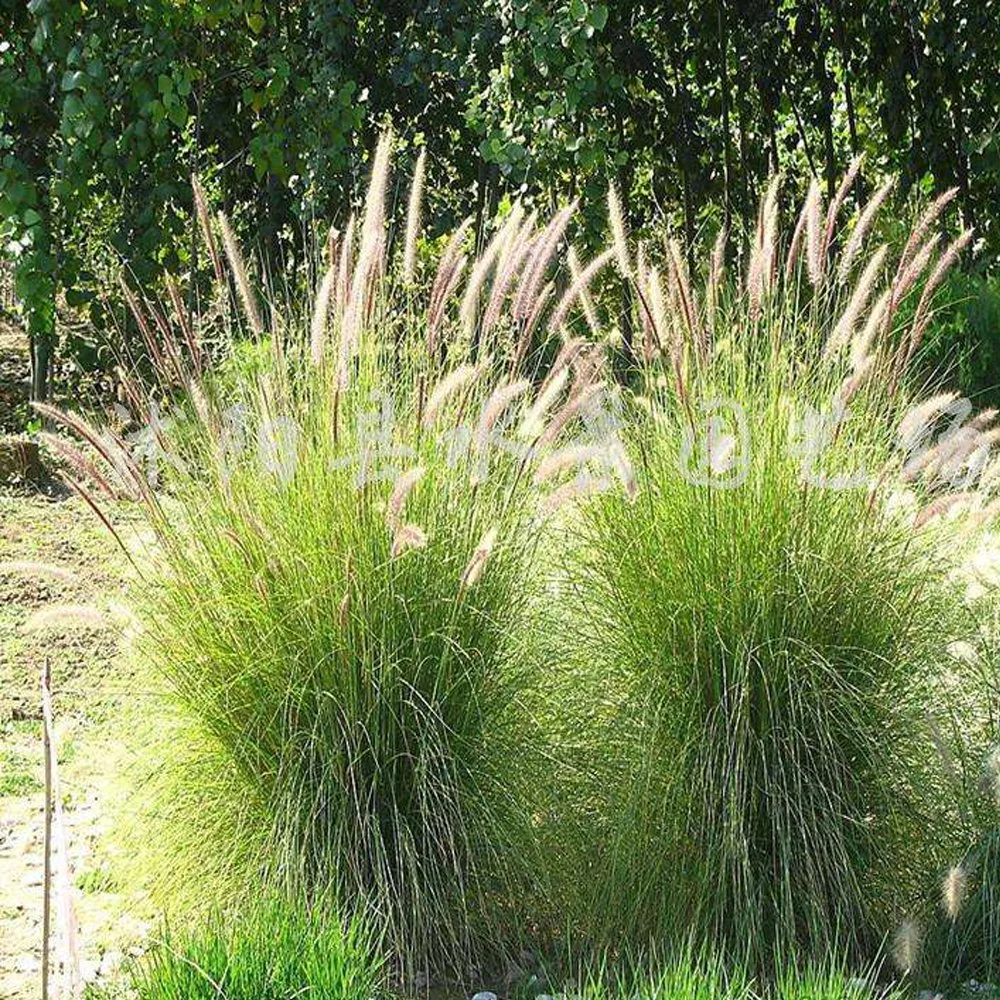 Touchhealthy Supply Lawn Pennisetum Alopecuroide Seeds/Chinese Pennisetum Seeds for Planting