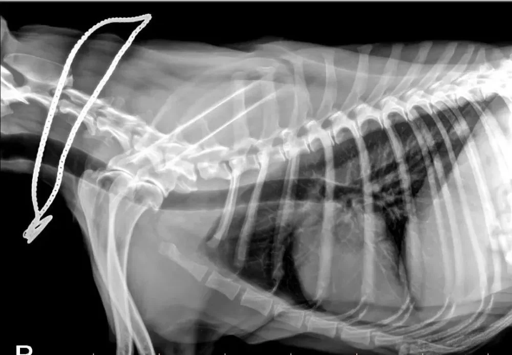 14*17 pulgadas de rayos X de radiografía digital inalámbrica Detector de Panel Plano de derechos humanos y animales