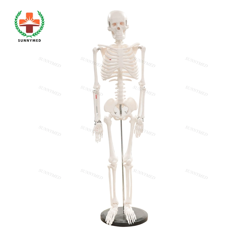 Sy-N02102 Modelo de Enseñanza Escuela de Medicina de esqueleto humano modelo de venta