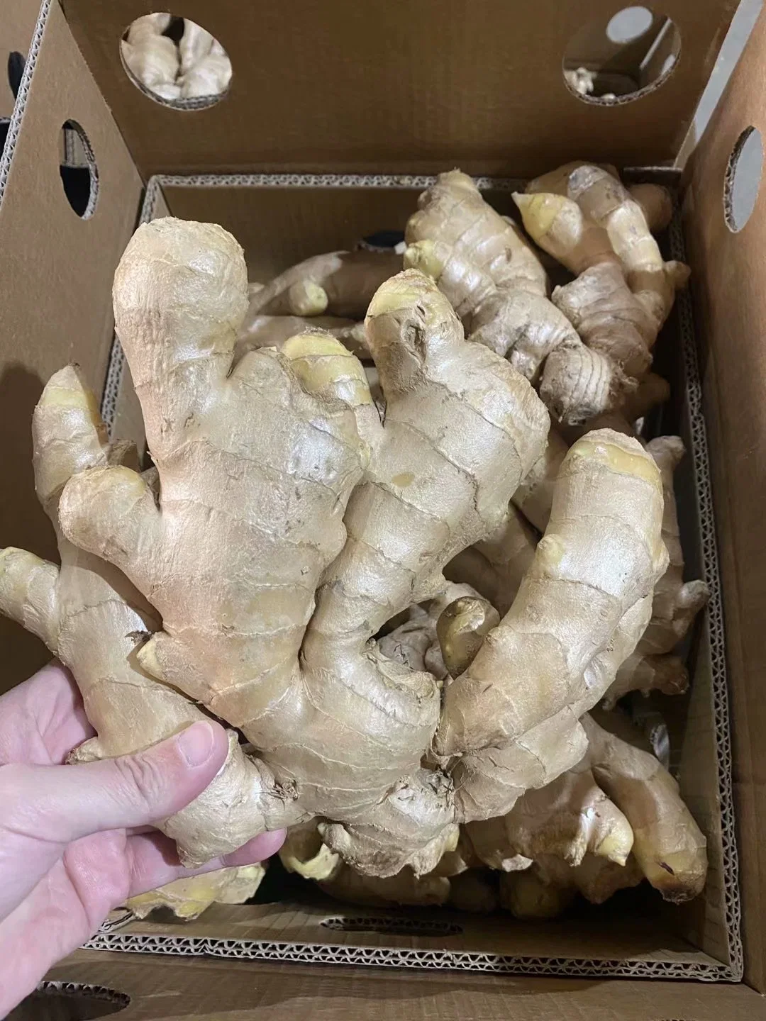 Fresh Spicy Mature Ginger Sold Directly From The Factory