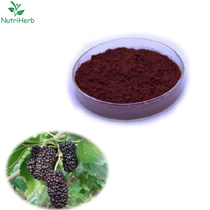 Fabrik-Versorgung Natürliche Mulberry Fruit Extract Pulver 5% 25% Anthocyane