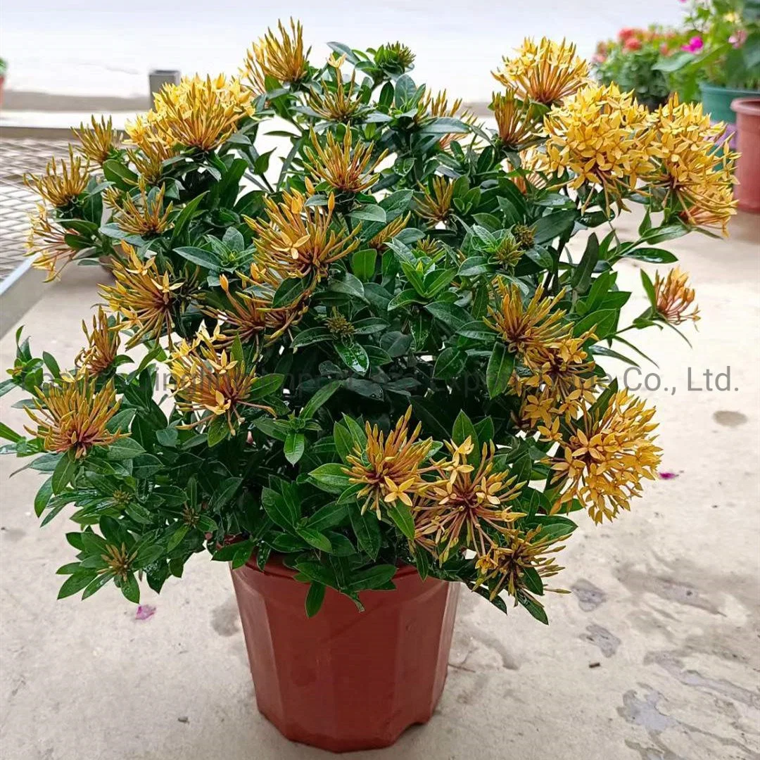 Wholesale Ixora Chinese Orange Live Plants Flower Plants Bonsai Best Planting Indoor Plants