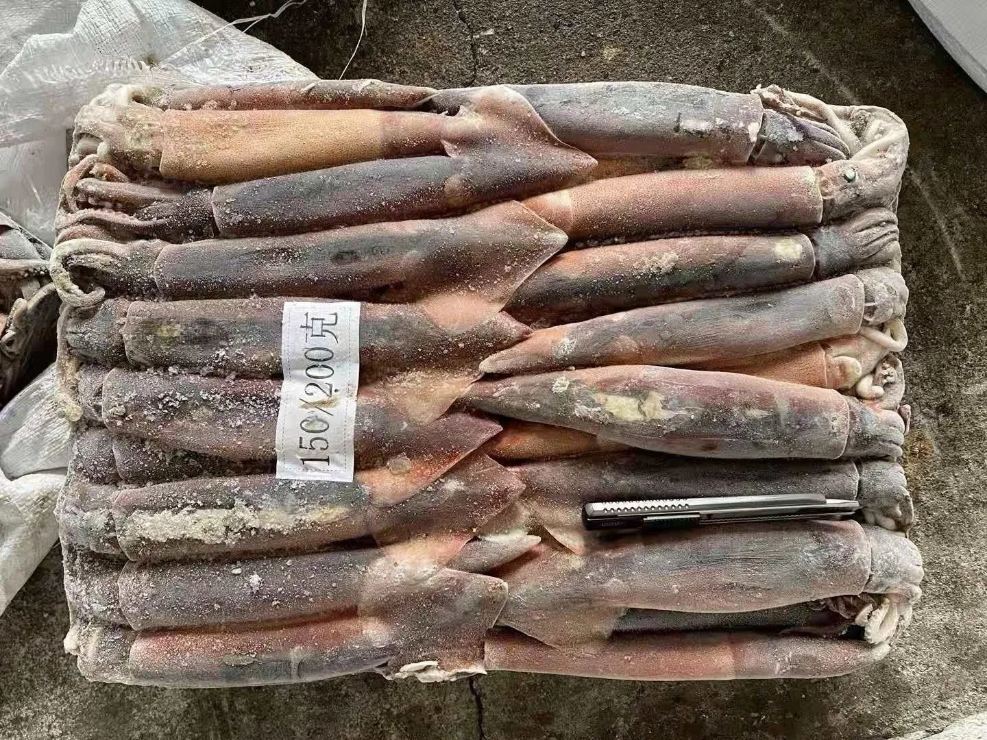 Jigger Catching Whole Round Frozen Illex Squid 150-200g