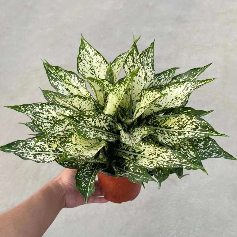 Aglaonema Zitrone