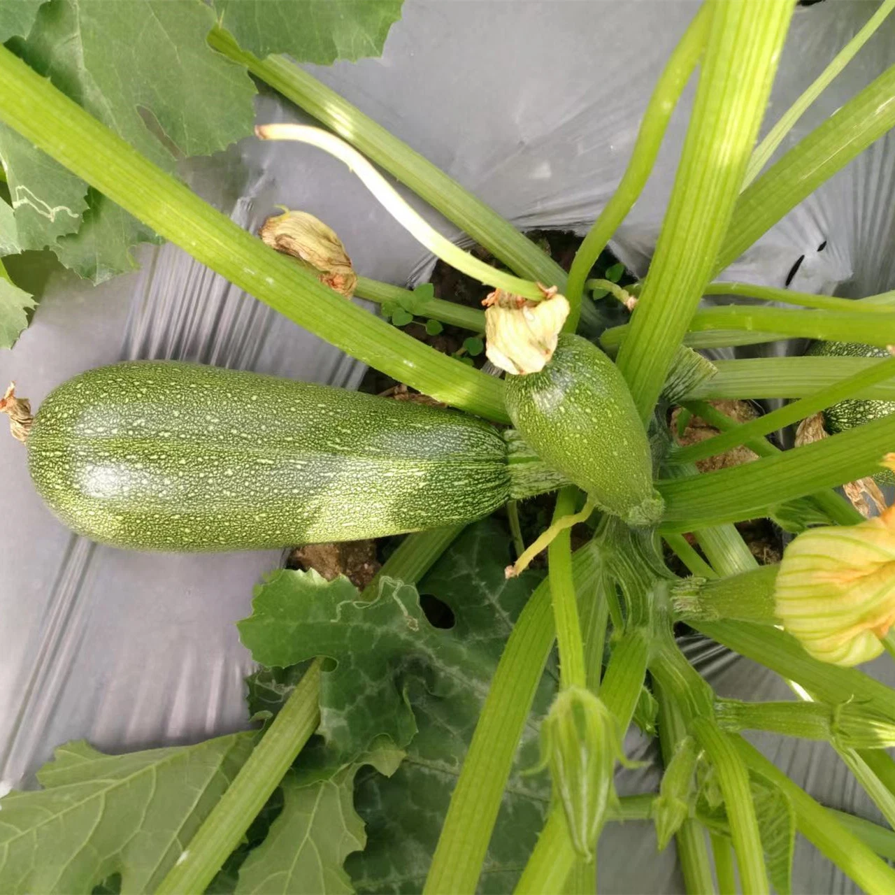 Fairy Valley New Breed Hybrid F1 Black Peel Summer Squash Seeds Zucchini Seeds for Growing- Dark Green Jade No. 1