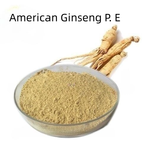 Bester Verkauf American Ginseng P. E Extrakt