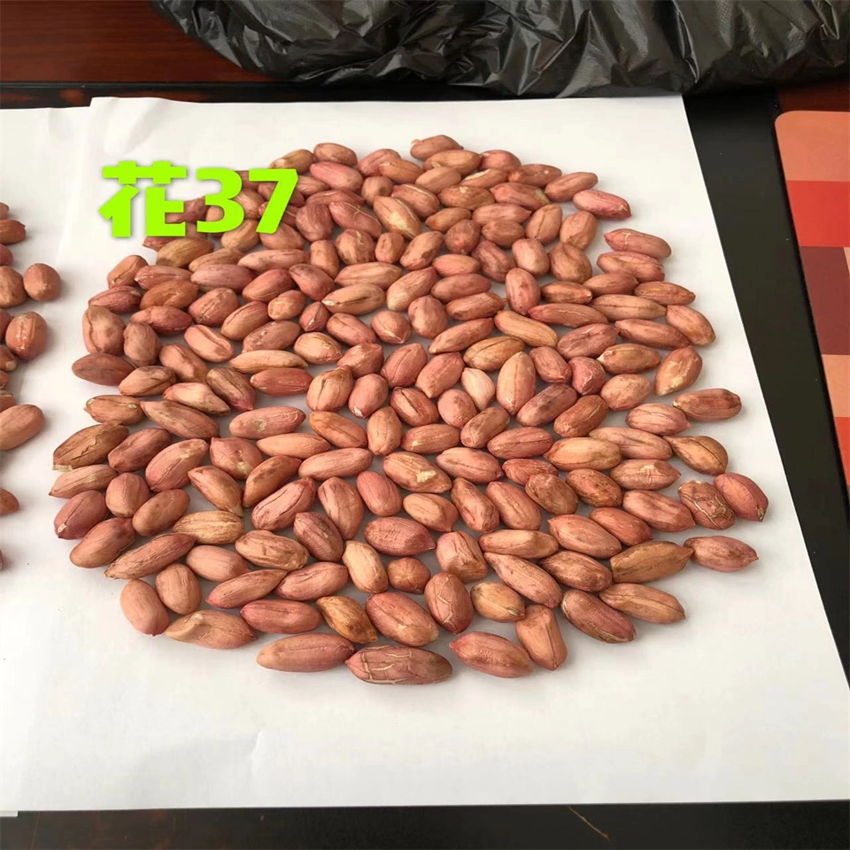 High Grade 7 mm+ 25 Kg Bags Bulk Nuts & Kernels