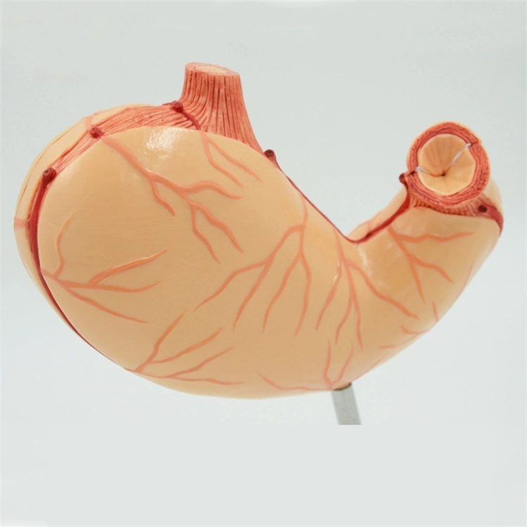 Human Stomach Model 2 Times Life Size 2 Parts Teaching Stomach Model