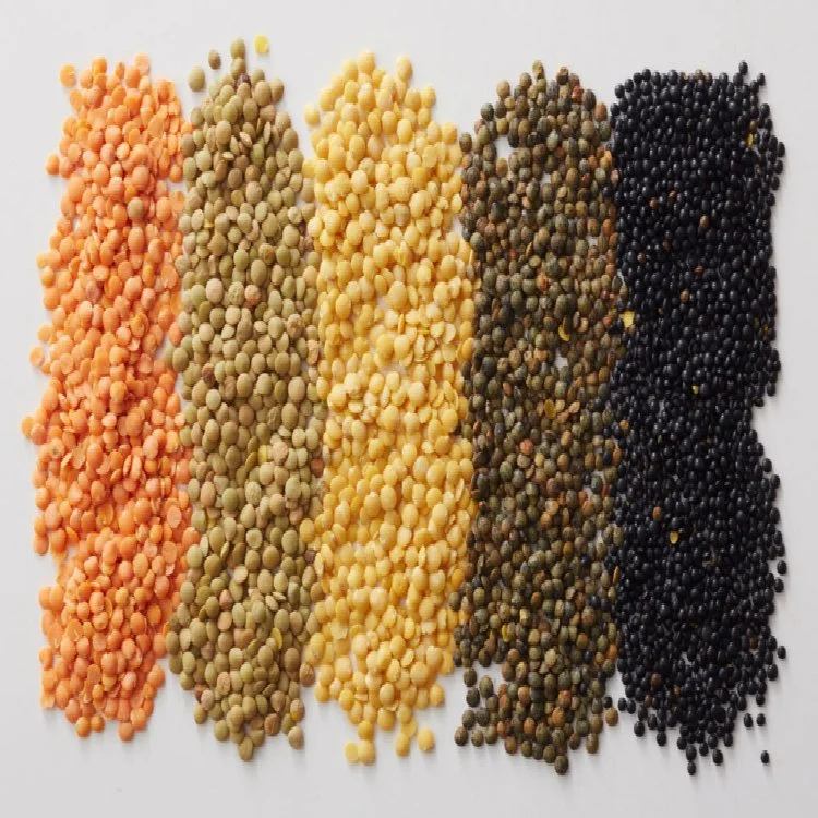The High quality/High cost performance  Lentils with Low Export Price