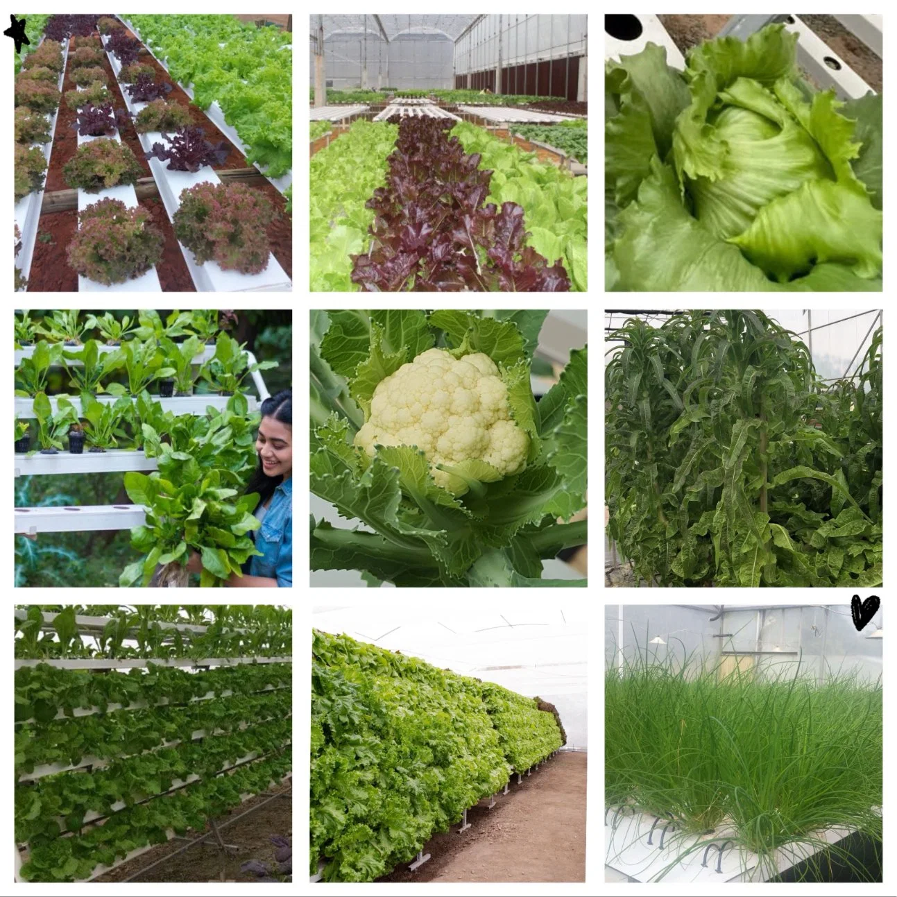 a Frame Growing Rack System Pipe Aeroponic Greenhouse Growing Equipment for Sale