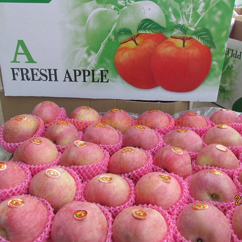 Vermelha fresca FUJI Apple no preço competitivo