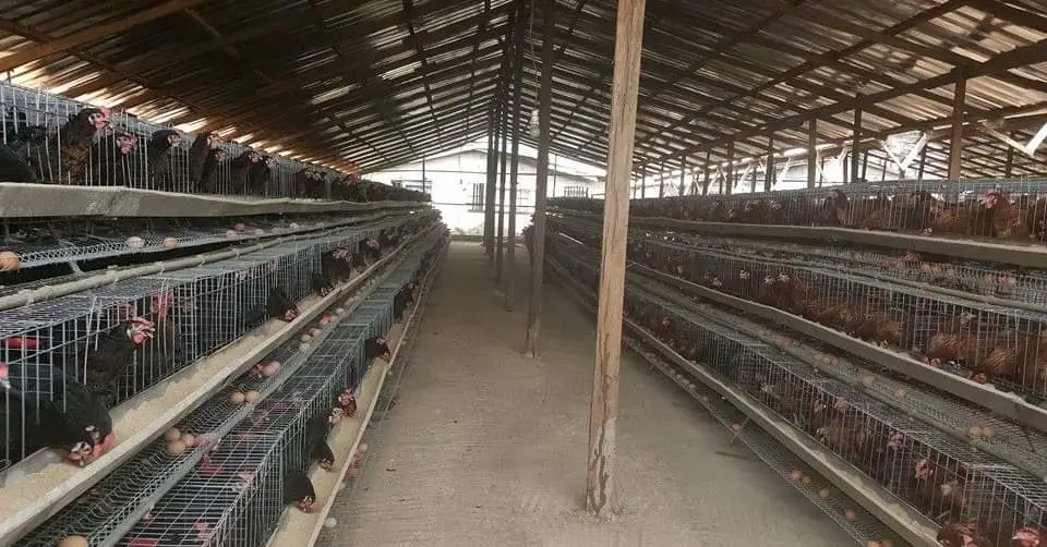 Layer Chicken Battery Cages/Automatic Chicken Layer Cage Poultry Farm