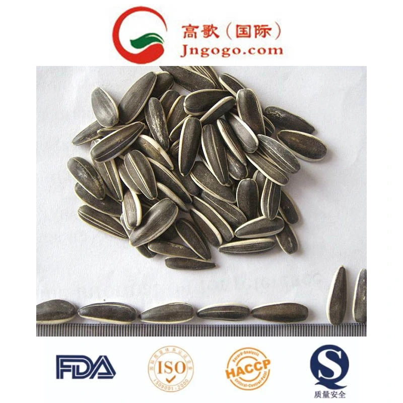 Export Good Quality Chinese Sunflower Seeds Manufacture