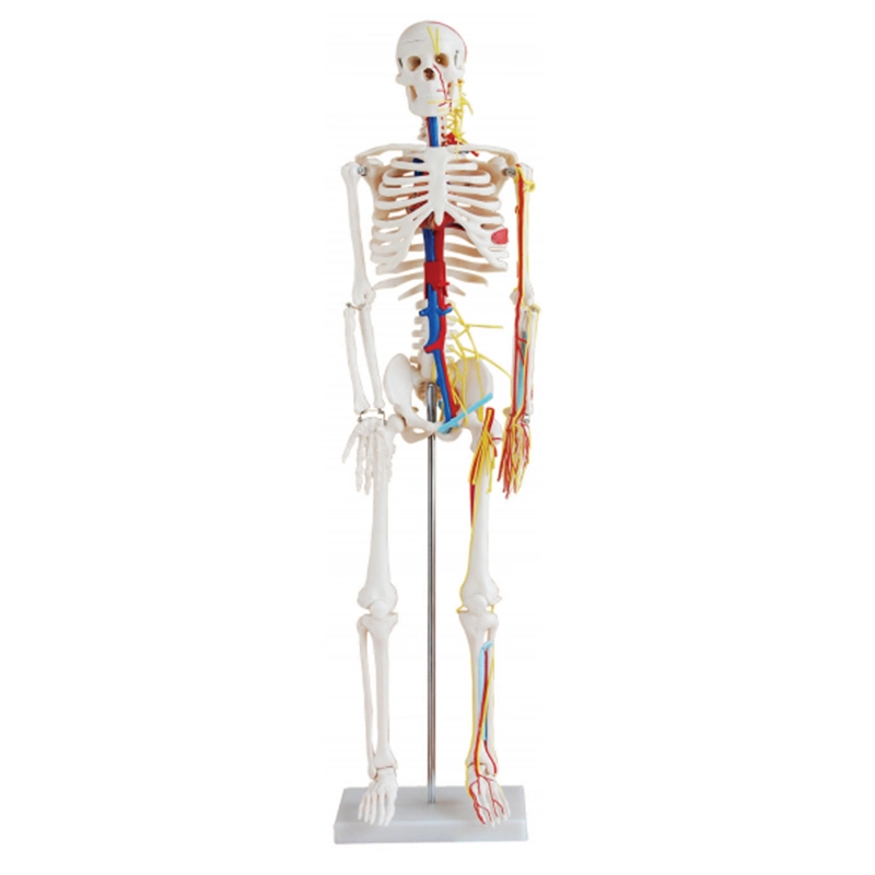 Neue PVC Mekanne Skelett Modell Anatomie 80cm menschlichen Torso Mit Fabrikpreis