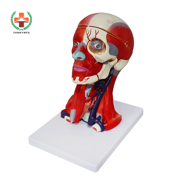 Head Model Superficial Neurovascular Muscle Model Price