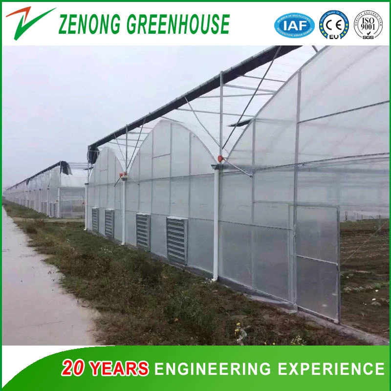 Economical Agriculture Greenhouse/Plastic Film Greenhouse/Medical Crops Greenhouse for Sale