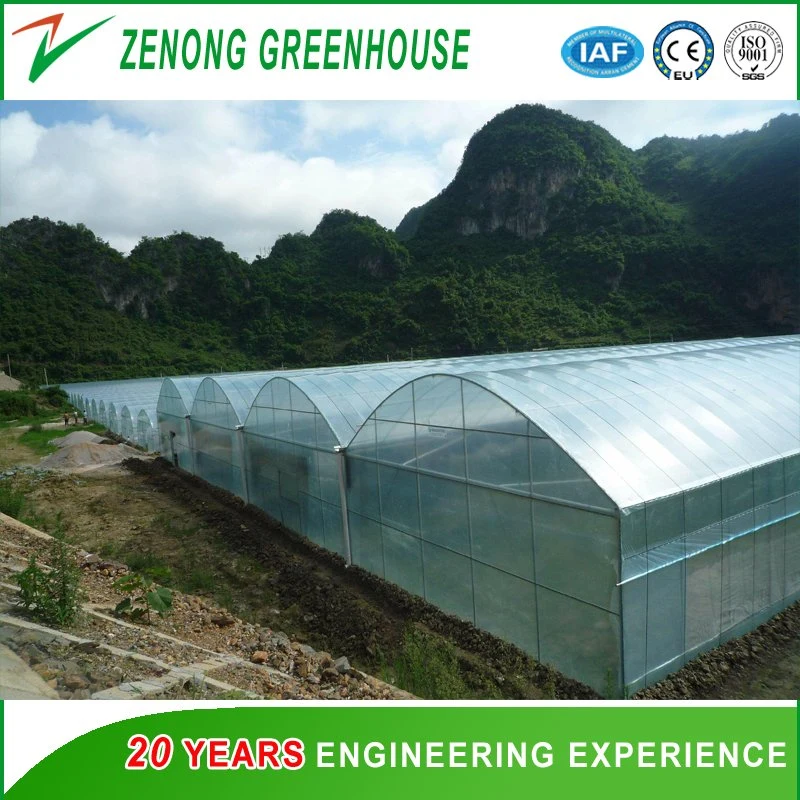 Poly Film Multi-Span Greenhouse with Cooling Pad for Eggplant/Cabbage/Fruit Tree