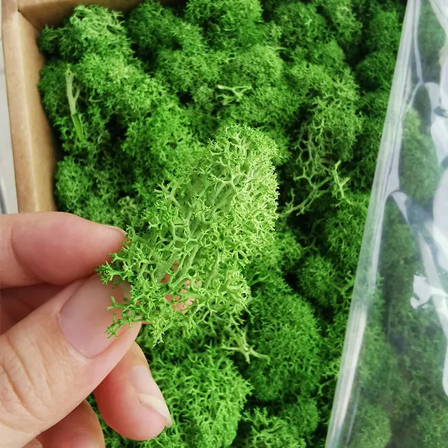 Preserved Reindeer Moss for Moss Wall House Office Decoration