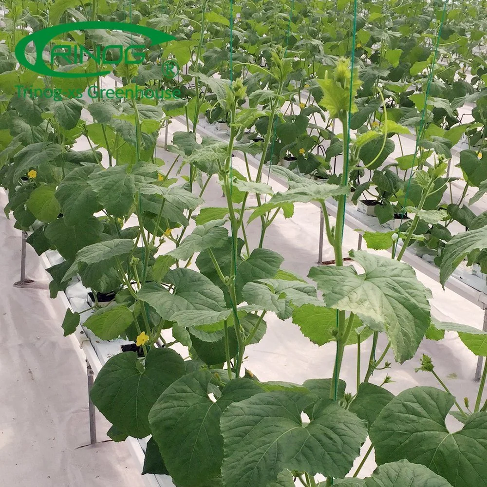 Professional Multi-Span Plastic Cultivation Hydroponics System Film Tunnel Greenhouse for Vegetables