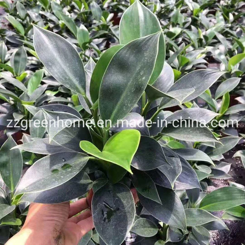 Philodendron Green Princess Natural Live Plants