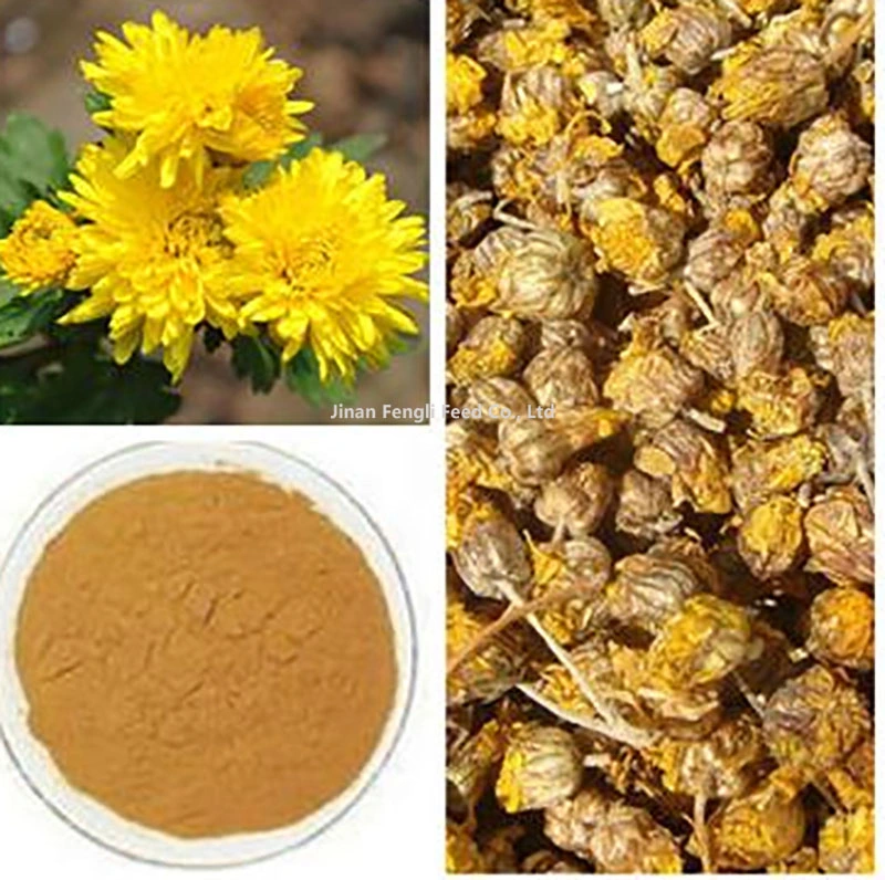 Chrysanthemum Chrysanthemum morifolium Extrait de fleur de l'extrait 4 : 1-20 : 1 Fine poudre jaune brun
