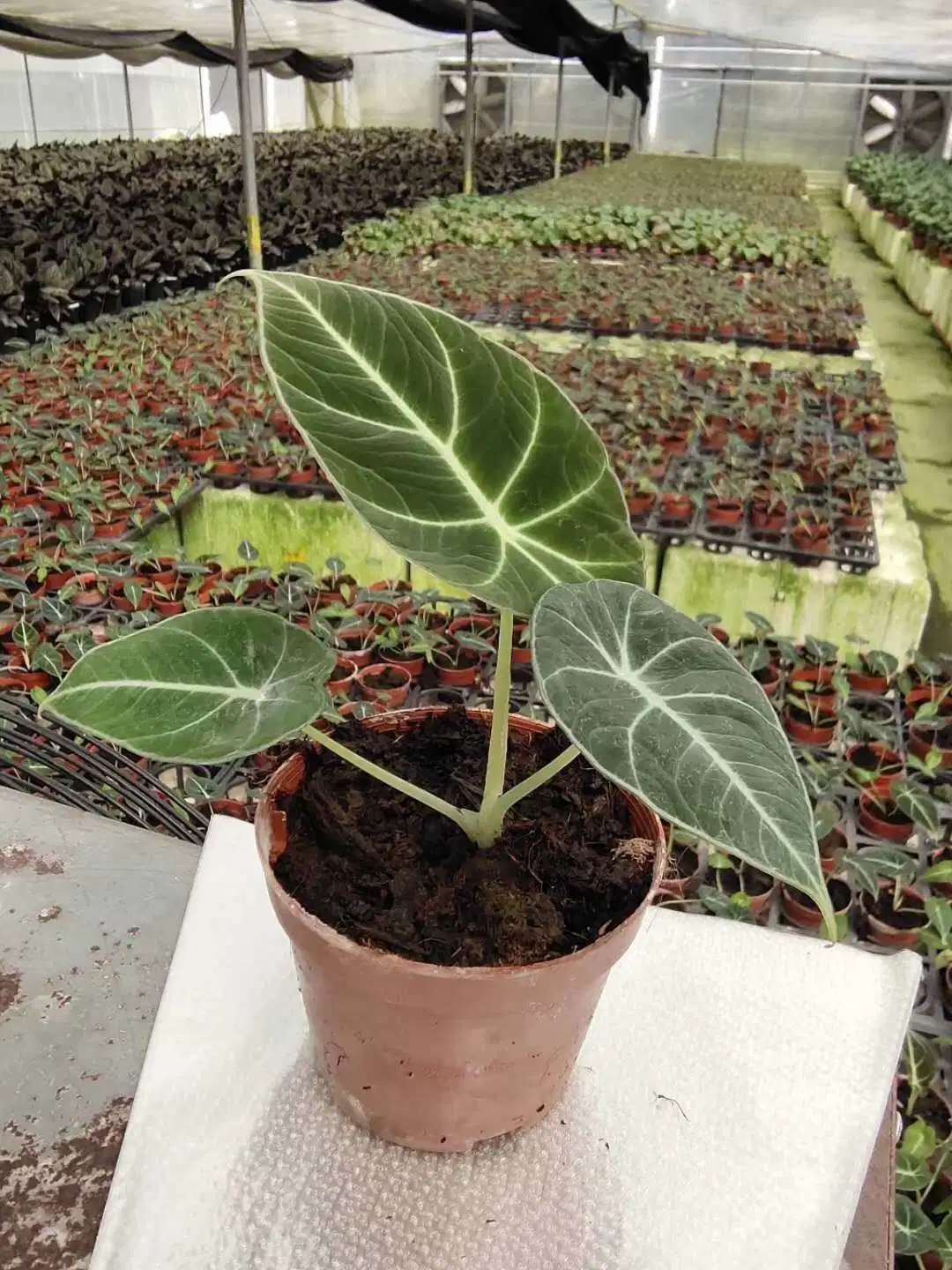 Las plantas reales Alocasia Violeta Negro