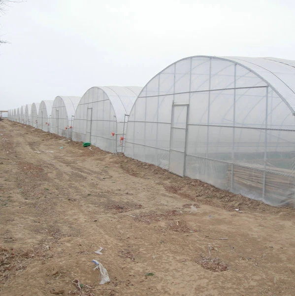 Low Cost Single Span Film Plastic Tunnel Greenhouse Agriculture Used for Growing Tomato