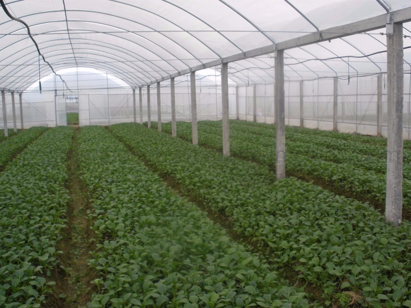 Banheira de venda comercial filme span único emissões para a agricultura