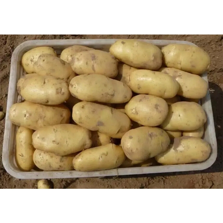 Fresh New Crop Potato From China