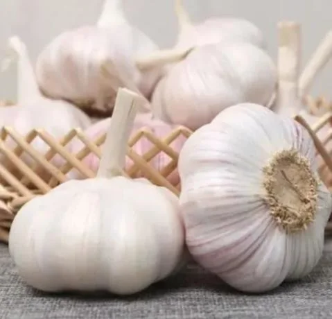 Fresh Garlic China Garlic for Export