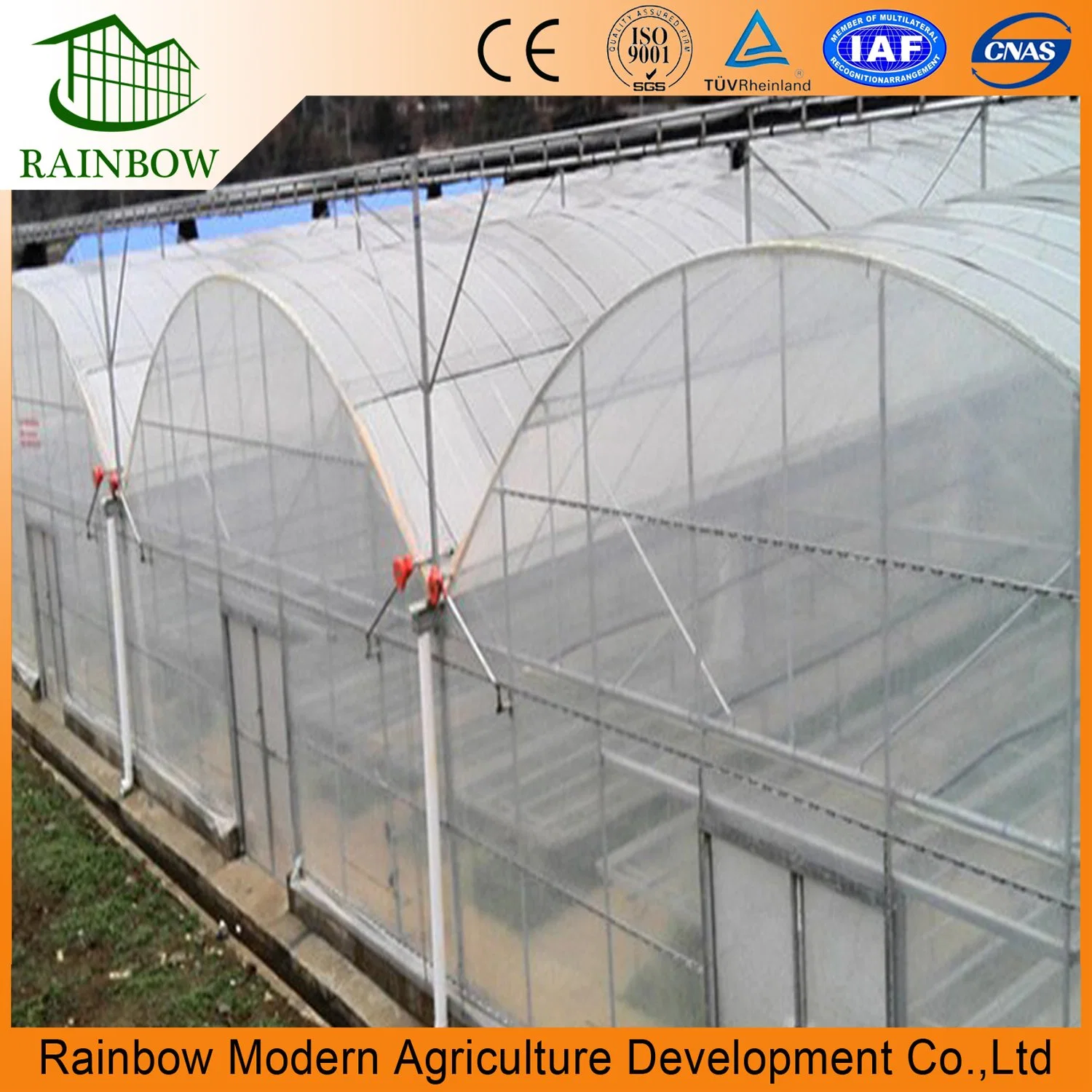 Multi-Span Film Tomato Hydroponics Greenhouse