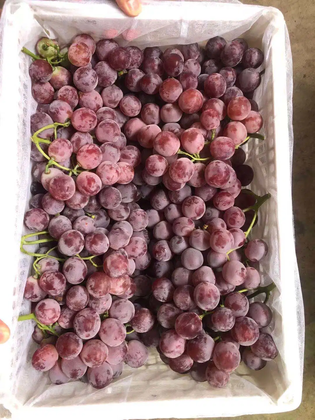 Uvas Vermelhas Globais Xinjiang