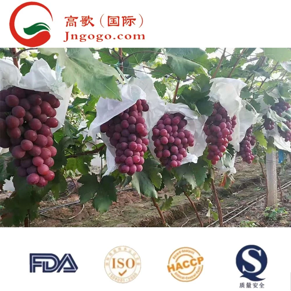 Fresco chineses mostos de uvas doces de uvas frescas frutas