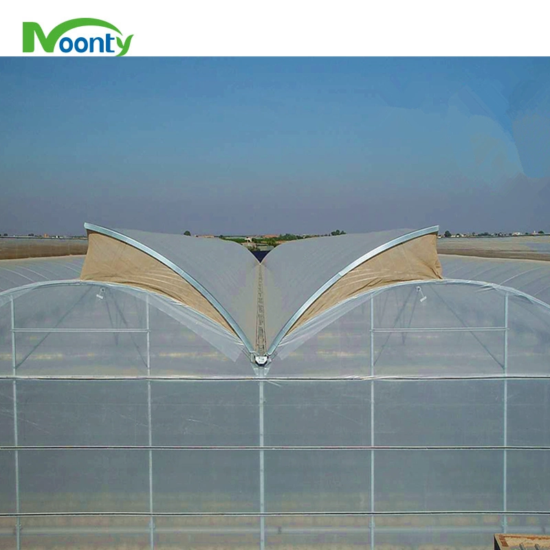 Cost Effective Multi Span Poly Film Greenhouse with Roof Ventilation System