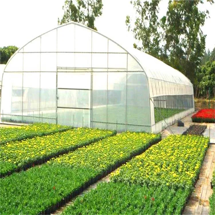 Hot Sale Single Span Poly Tunnel Film Greenhouse Sunlight Hydroponics Green Houses for Lettuce/Tomato/Cucumber/Pepper/Flowers/Fruit/Eggplant/Vegetables/Mushroom