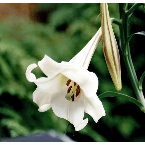 Lilium Formolongi Seeds Longiflorum Seeds Sell Easter Lily