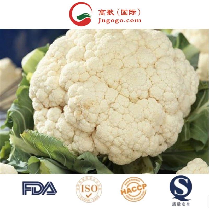 Cauliflower Wholesale/Supplier/Fresh Cauliflower From Vietnam