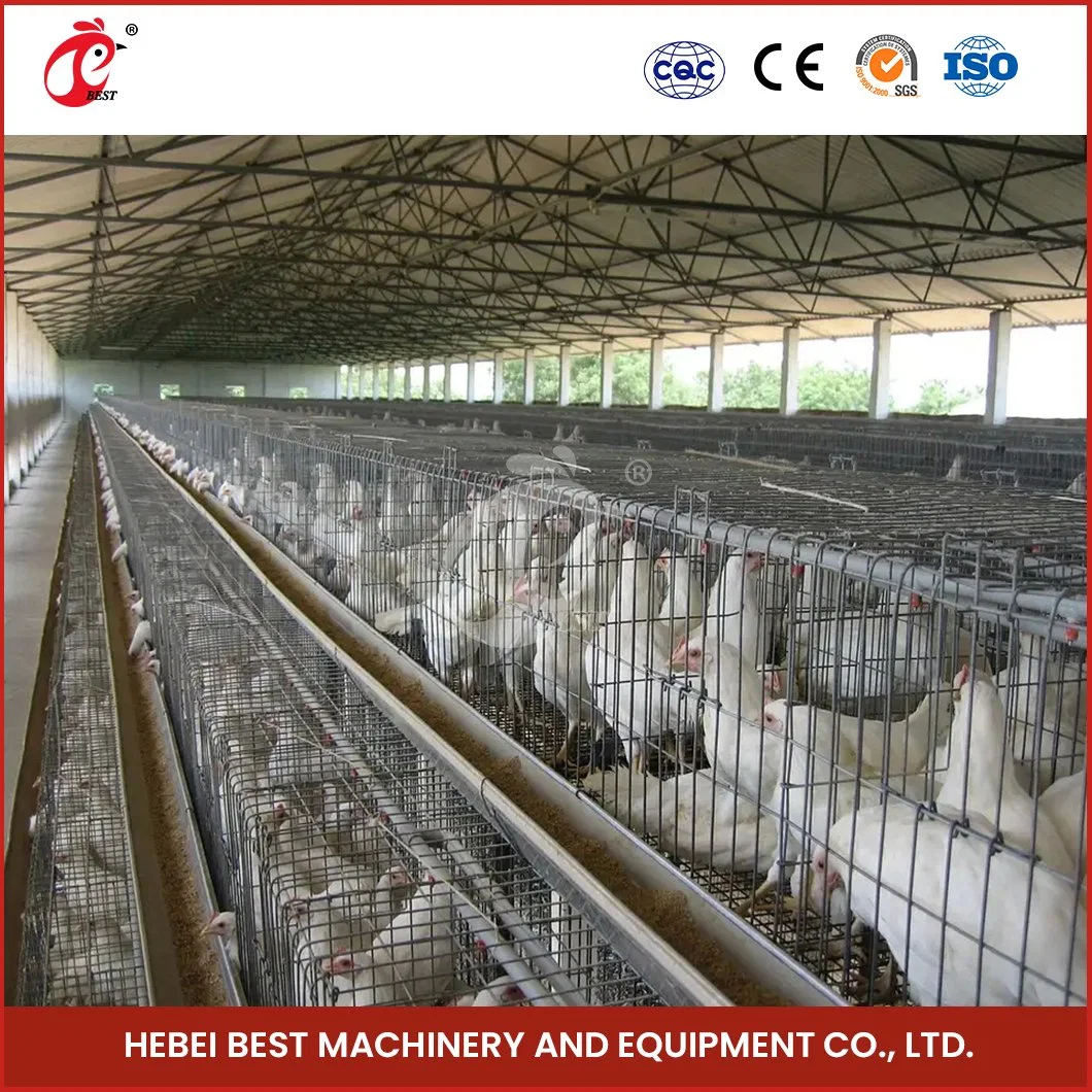 Bestchickencage a Type Small Cage Breeder Cage China Tin Baby Hen Coop Factory Sample Available Reasonable Cage Width Designs Iron Wire Pullet Chicken Cage