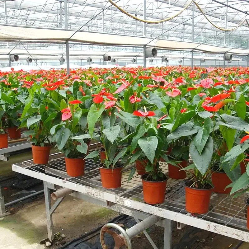 Film/Glass/Solar Tunnel Venlo Greenhouse with Hydroponic/Aeroponic/Cool/Heater Fan Boiler/Seedbed