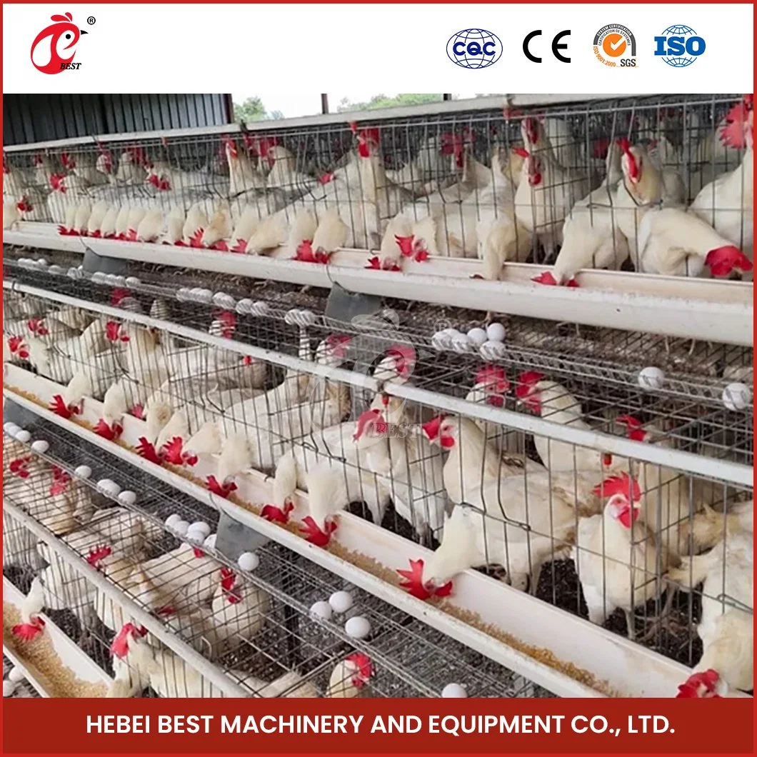 Bestchickencage a Type Layer Cage China Urban Chicken Layer Coop Manufacturer High-Quality Modern Poultry Layer House Configuration Chicken Coop Doors