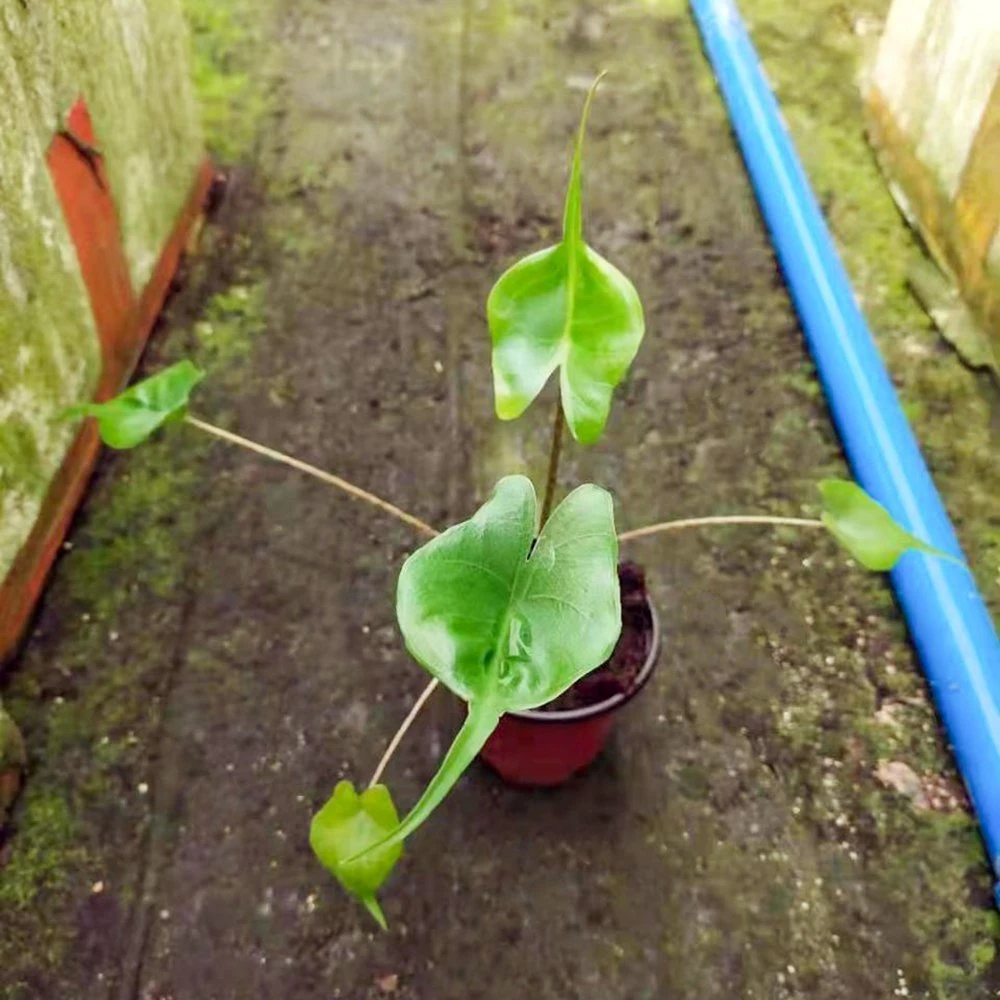 Natural de plantas reales de las plantas de interior Alocasia Stingray