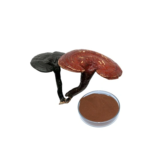 Ganoderma lucidum extracto vegetal en polvo de esporas de hongos mejora del sistema de inmunidad