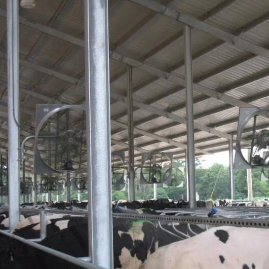 Steel Structure Cows Farm Building Prefabricated Steel Structure Cows Farm