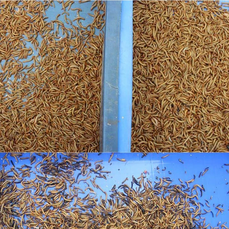 The Latest Updated Generation Mealworm Sorting Machine