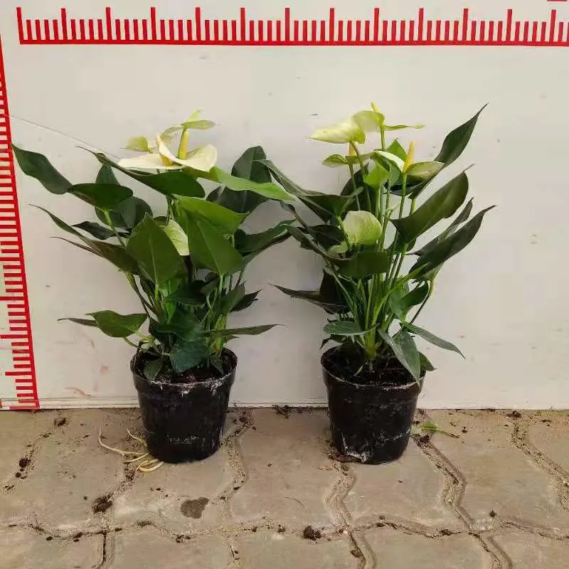 Anthurium Weiße Weihnachten Heiße Blumen Indoor Bonsai Pflanzen Gartenarbeit Live Anlage