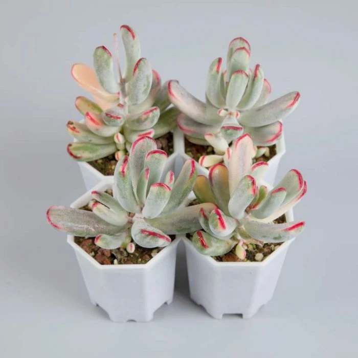 Dudu Nouveau inhabituel cotyledon Orbiculata Variegate Echeveria naturel vivant Succulent