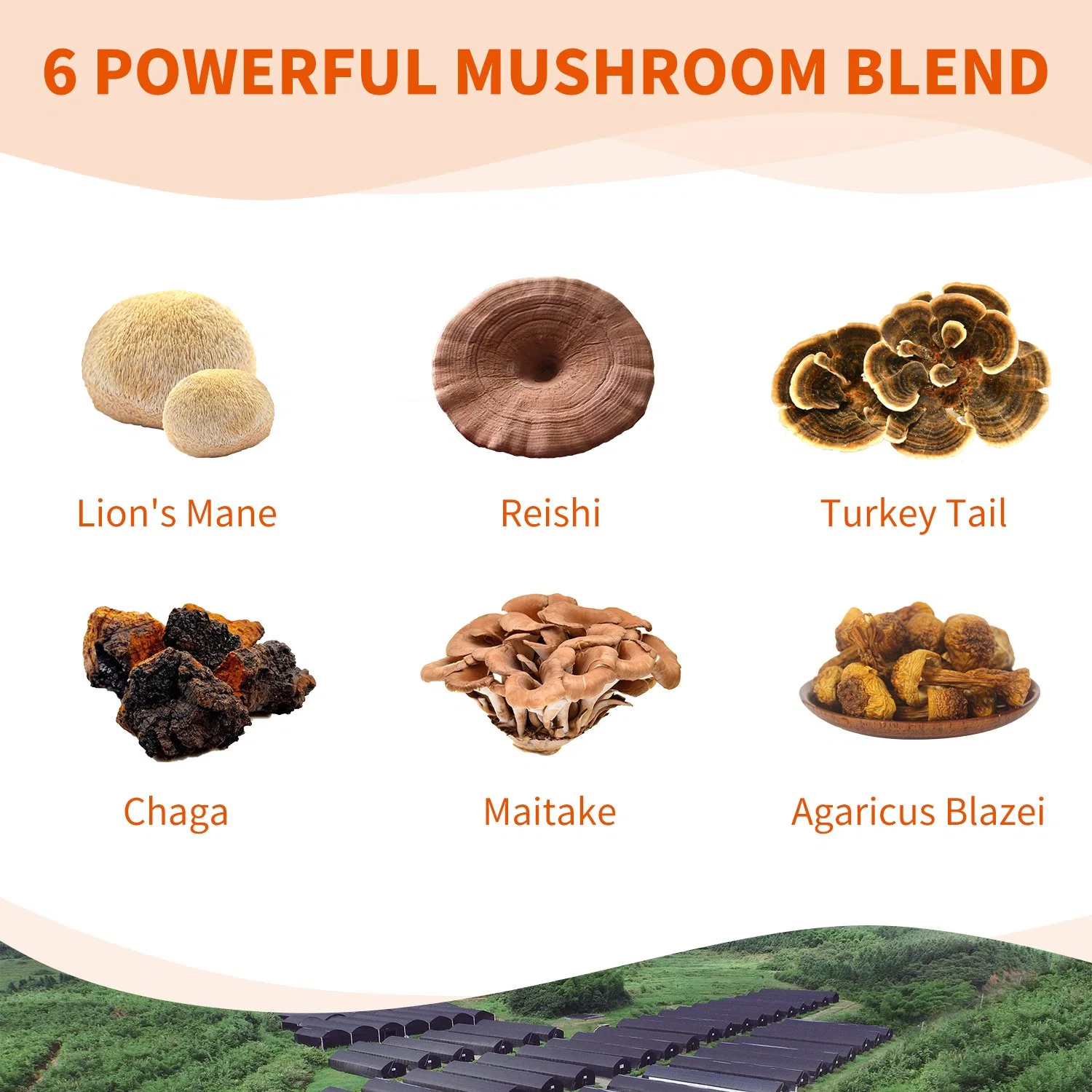 Paquete de Cápsulas del complejo Real Multi Mushrooms para el cerebro, la vitalidad y el apoyo inmune 250mg*60 Lions Mane, Reishi, Shiitake, Turkey Tail, Chaga, Agaaricus Blazei