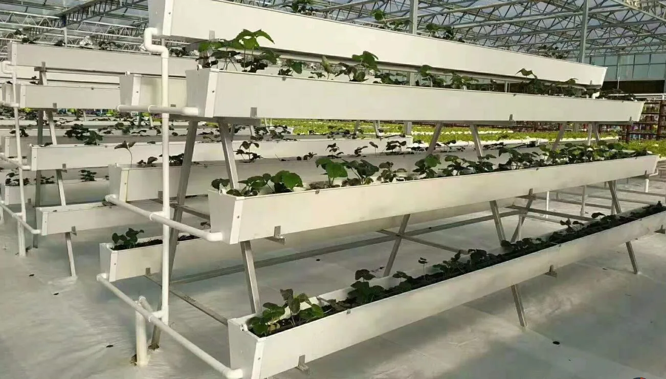 Extensive Hydroponics System Rows of Ripe Red Strawberries Drainage Gutter