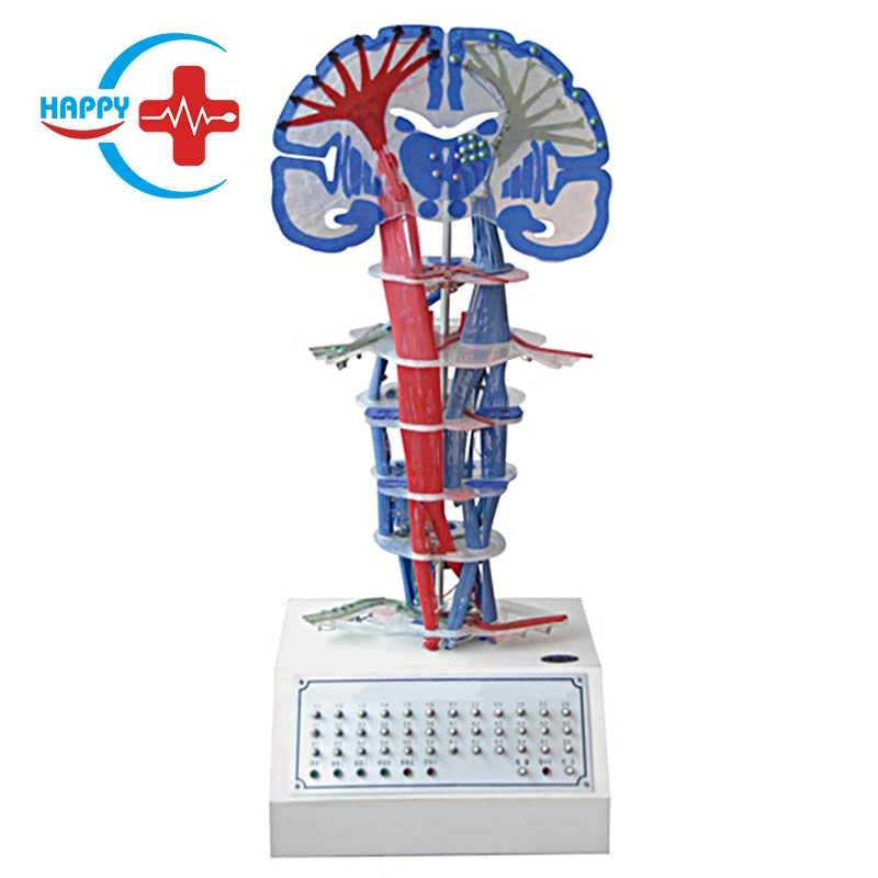 Hc-S285 Advanced Electronical Human Central Nerve Conduction Model