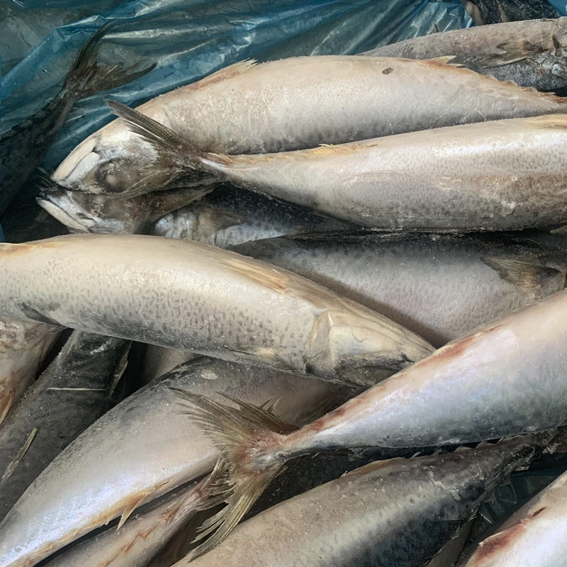 Peixe Cavala Congelado de Qualidade para Exportação